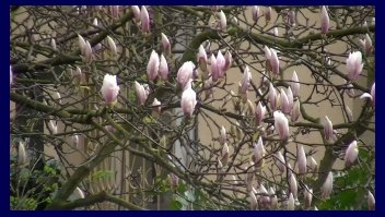 Magnolia tree
