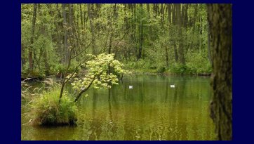 Sanctuary Blue Spring