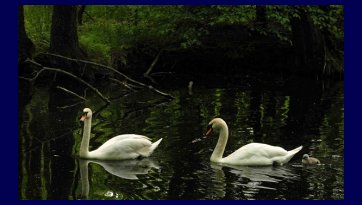 Sanctuary Blue Spring