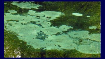 Sanctuary Blue Spring