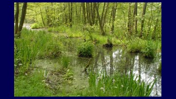 Sanctuary Blue Spring