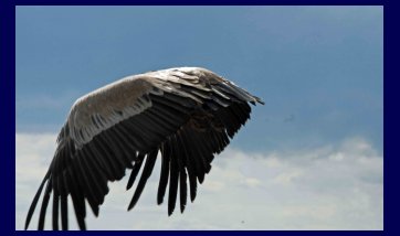 The Kreuzenstein castle